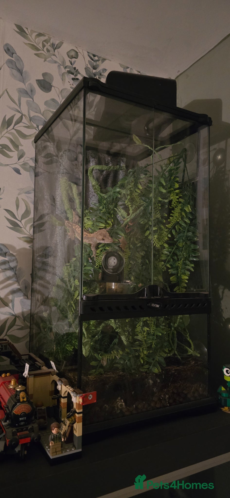 Gecko reptiles Crested geckos  - Advert 1