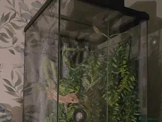 Gecko reptiles Crested geckos - Advert 1