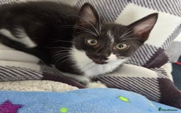 Domestic Shorthair cats for sale: 2 female kittens - Image 8