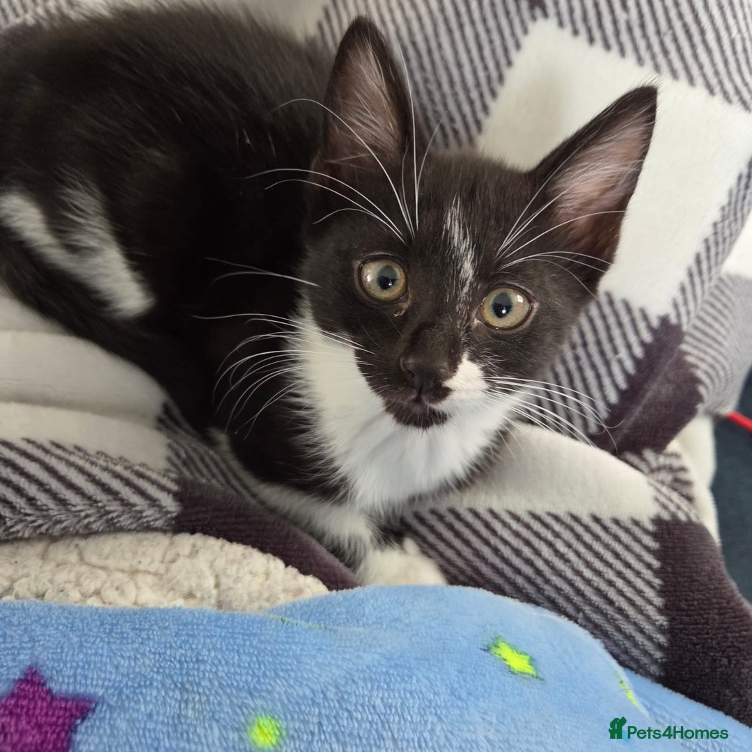 Domestic Shorthair cats for sale: 2 female kittens - Image 8