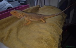 Bearded Dragon reptiles for sale: Bearded dragon - Image 4