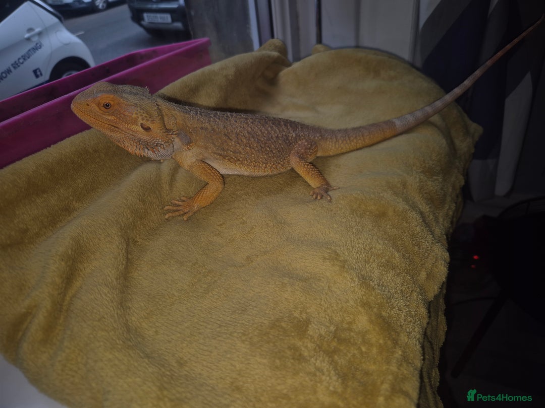Bearded Dragon reptiles for sale: Bearded dragon - Image 4
