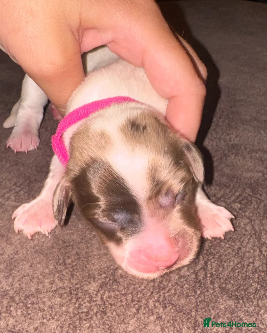 English Springer Spaniel dogs for sale: 5 springer spaniel pups  - Advert 1