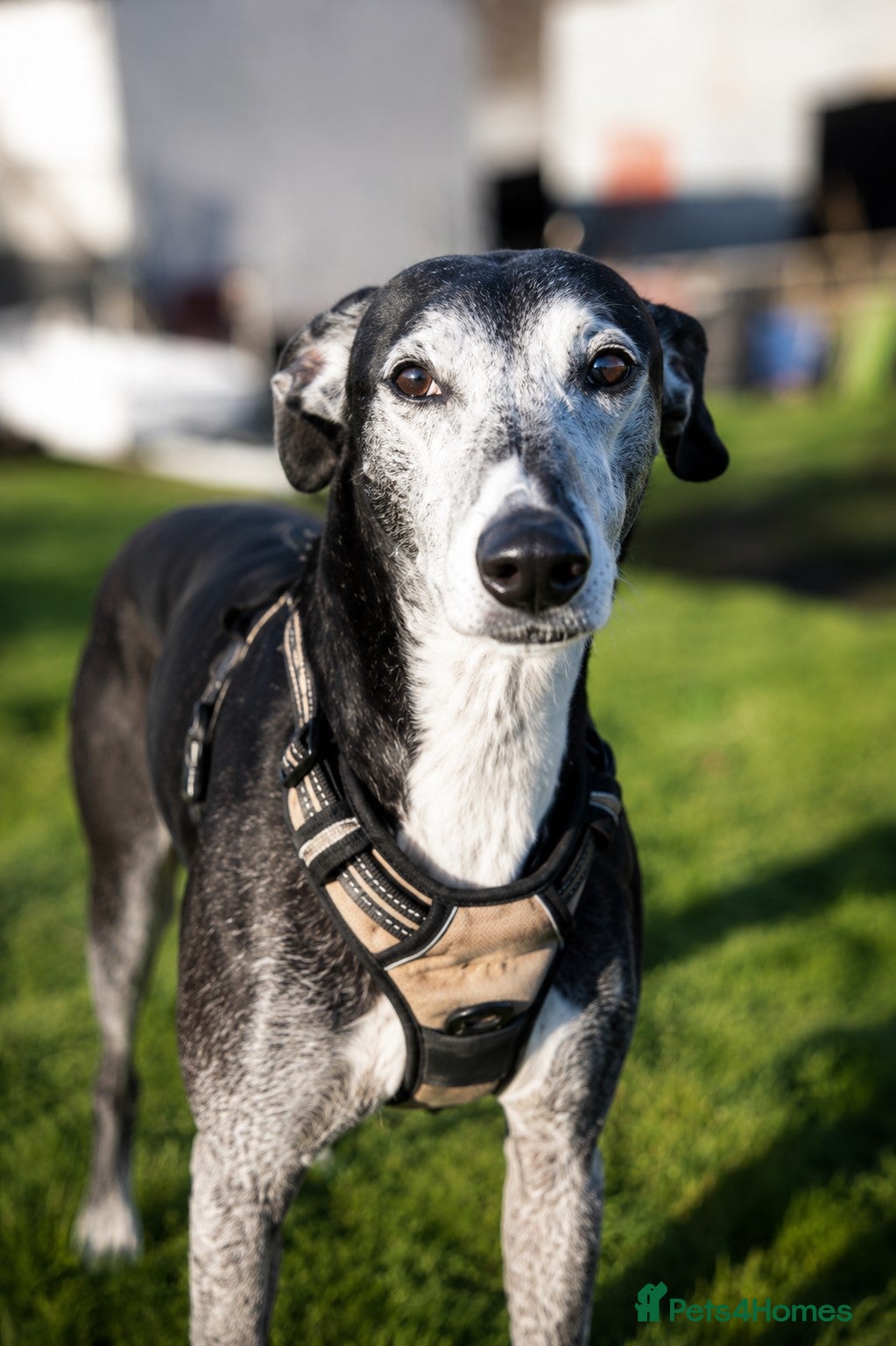 Lurcher dogs for adoption: 🖤 JET – A Gentleman Lurcher for a Forever Sofa 🖤 - Advert 3