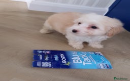 Maltipoo dogs for sale: Maltipoo puppies boy and girl available  - Image 16