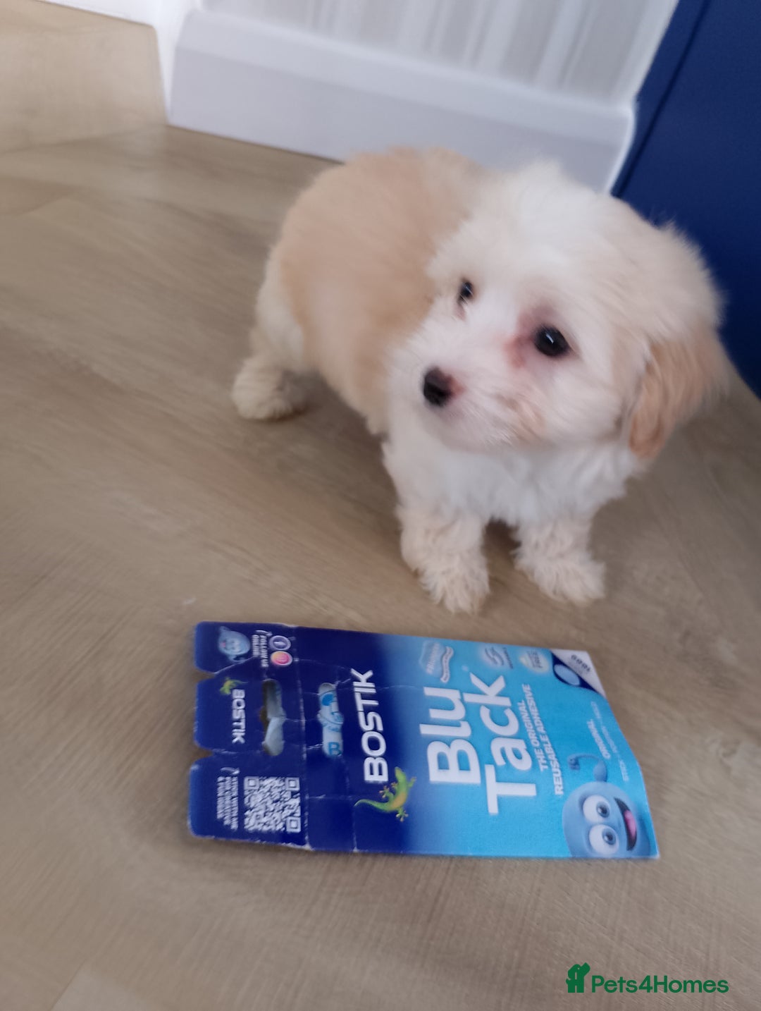 Maltipoo dogs for sale: Maltipoo puppies boy and girl available  - Image 16