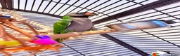 Parrots birds for sale: Derbyan parrot looking for a new home  - Advert 2