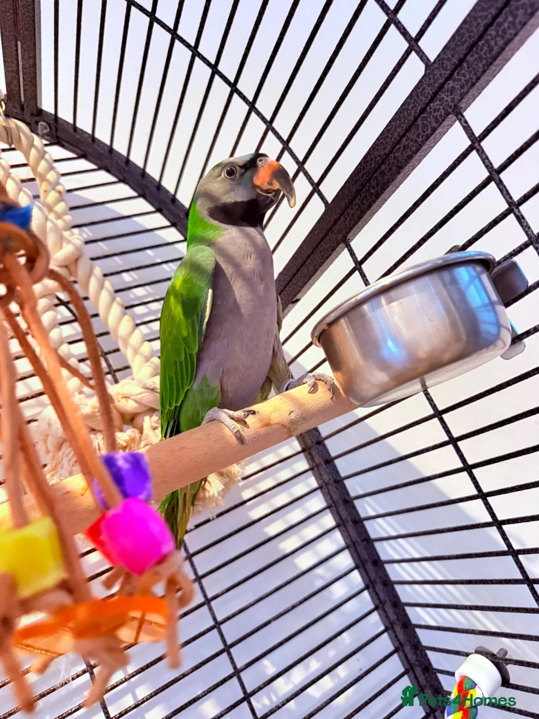 Parrots birds for sale: Derbyan parrot looking for a new home  - Advert 2