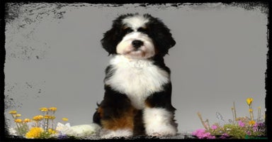 Bernedoodle dogs in Manchester - Advert 8