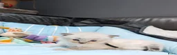 Ragdoll cats for sale: Beautiful Ragdoll Kittens Looking for Forever Home in Bolton - Advert 16