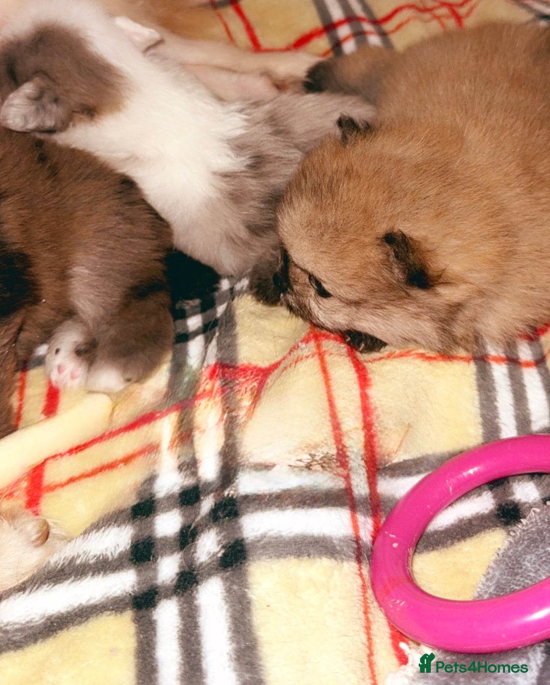 Pomeranian dogs for sale: 🎄🎅CHRISTMAS SPECIAL SMALL SKY🩵BLUE 👀 POMS - Image 13