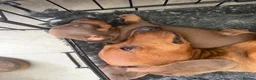 Dachshund dogs for sale: Dachshund puppies for sale - Advert 9
