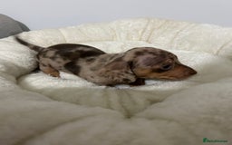 Miniature Dachshund dogs for sale: Multi coloured litter - Image 1