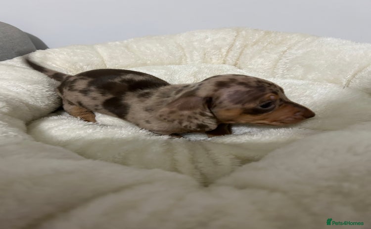 Miniature Dachshund dogs - Advert 1