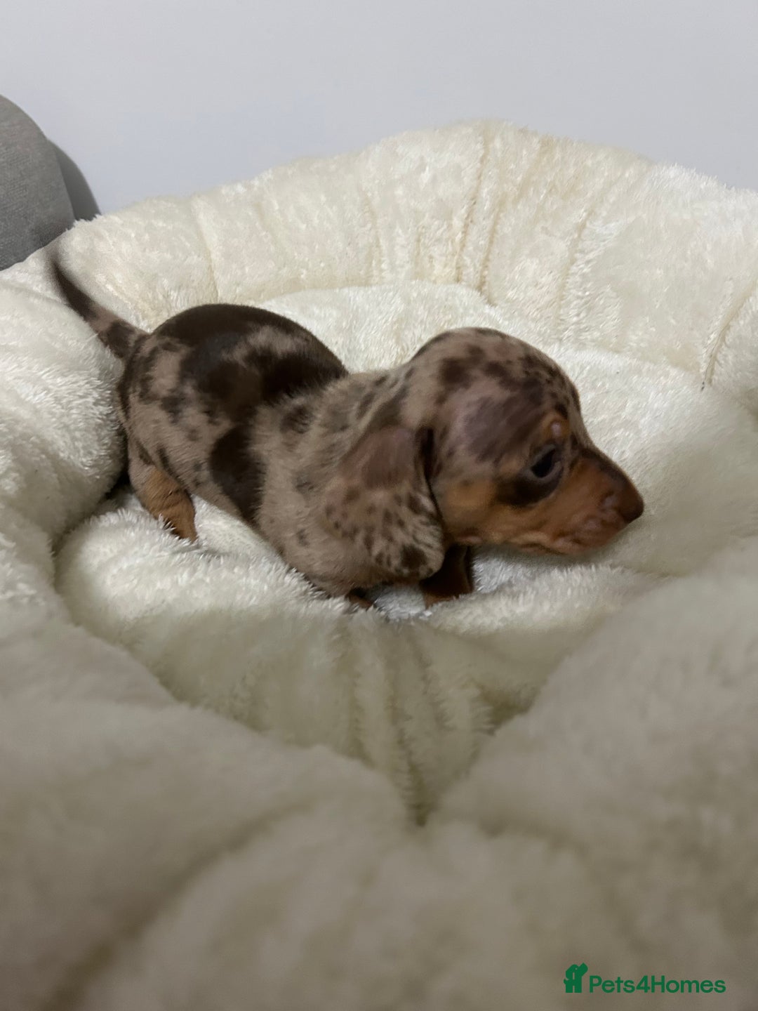 Miniature Dachshund dogs for sale: Multi coloured litter - Image 1