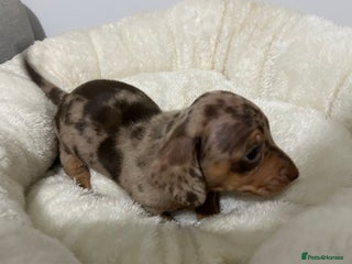 Miniature Dachshund dogs - Advert 35