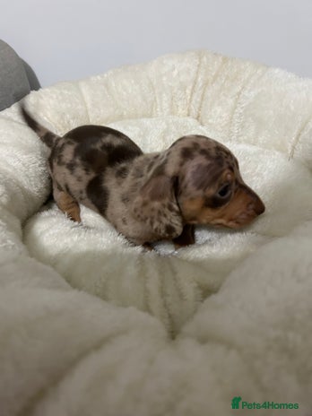 Miniature Dachshund dogs - Advert 1