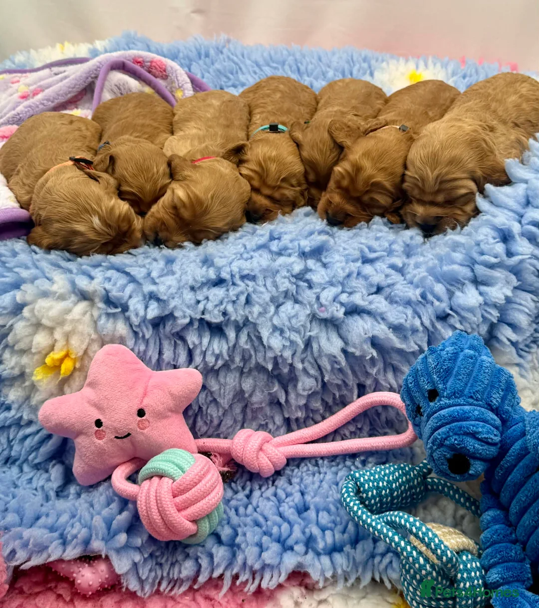 Cockapoo dogs for sale: Health Tested Parents- F1 cockapoo puppies - Advert 1