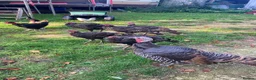 Turkeys poultry for sale: 7 Wild American Turkeys  in Weymouth - Advert 2