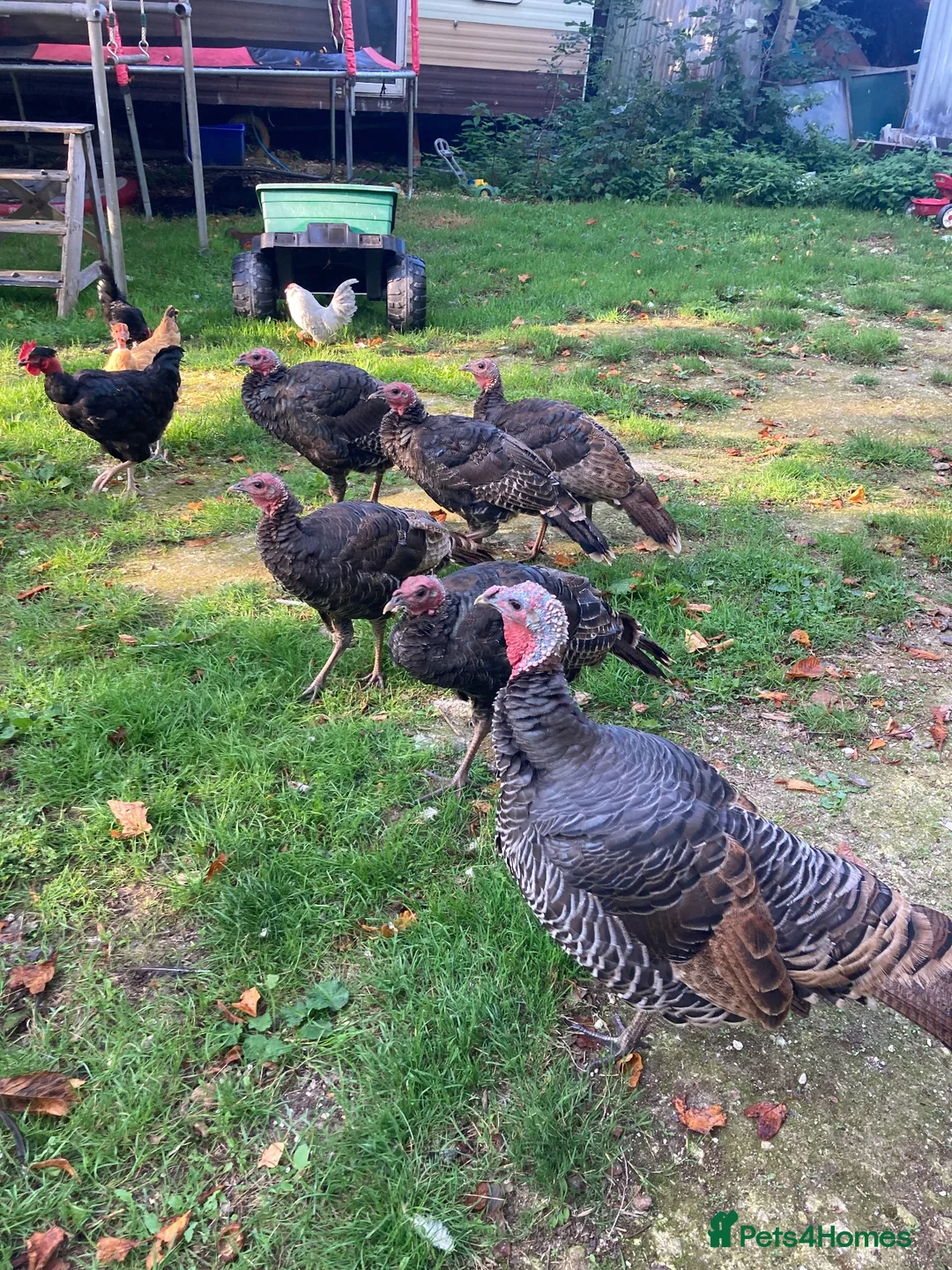 Turkeys poultry for sale: 7 Wild American Turkeys  in Weymouth - Advert 2