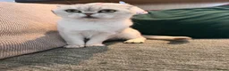 Scottish Fold cats for sale: Scottish fold  - Advert 4