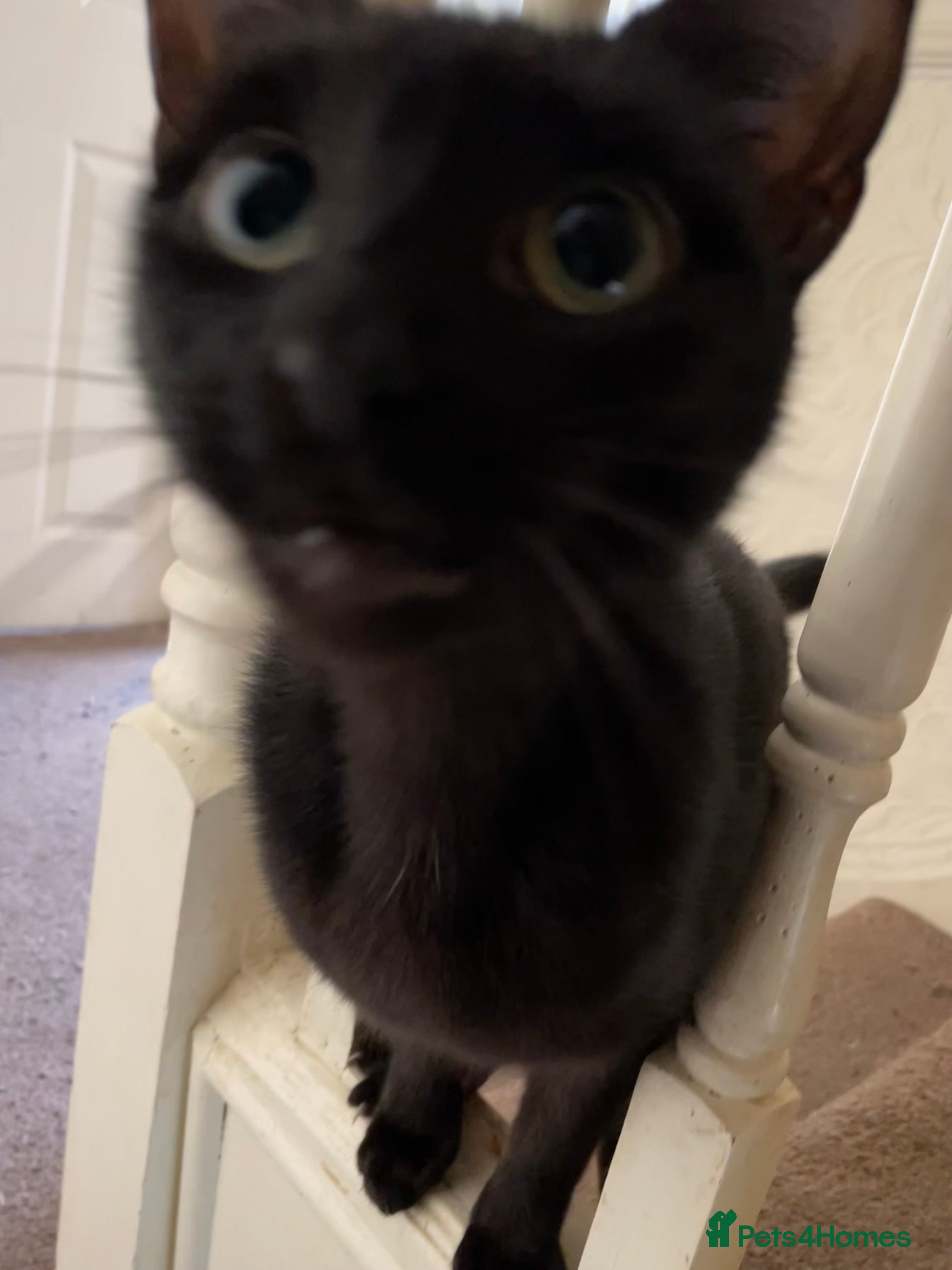 Mixed Breed cats for sale: Two kittens and mother cat in Wallasey - Advert 3