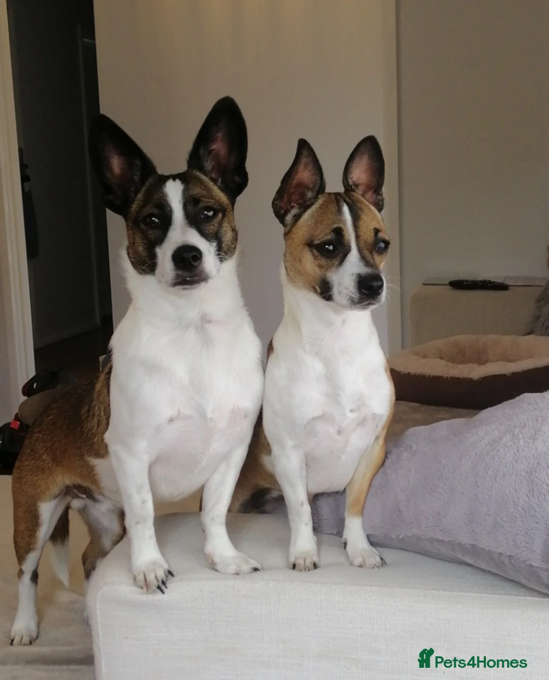 Jack Chi dogs for sale: Huckleberry and Mia looking for a new home x  - Advert 1