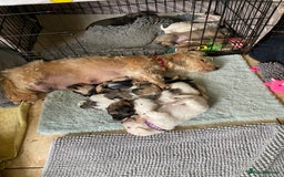 Mixed Breed dogs for sale: Doxie - chon puppies for sale - Image 3