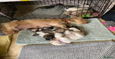 Mixed Breed dogs - Advert 11