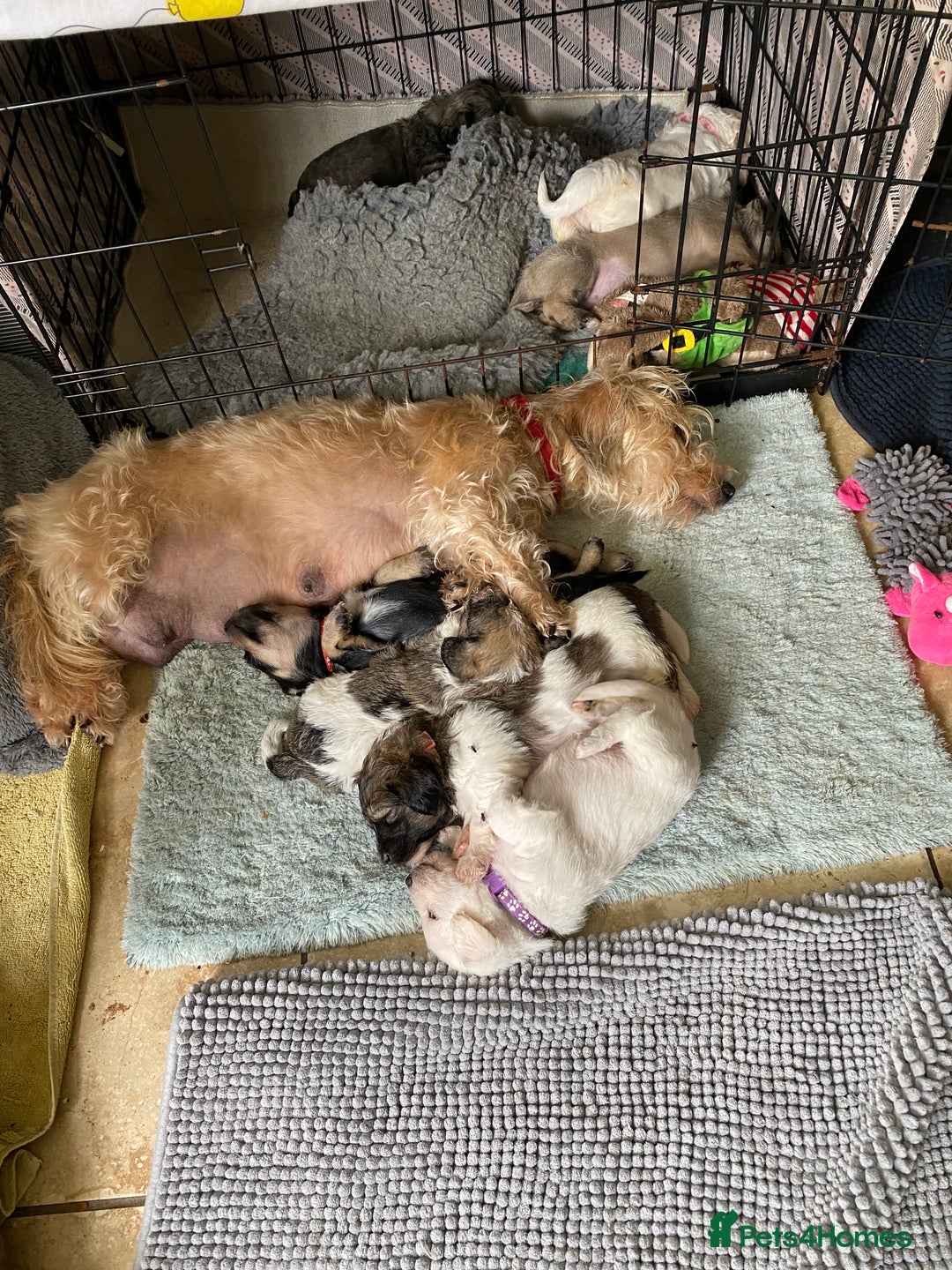Mixed Breed dogs for sale: Doxie - chon puppies for sale - Image 3