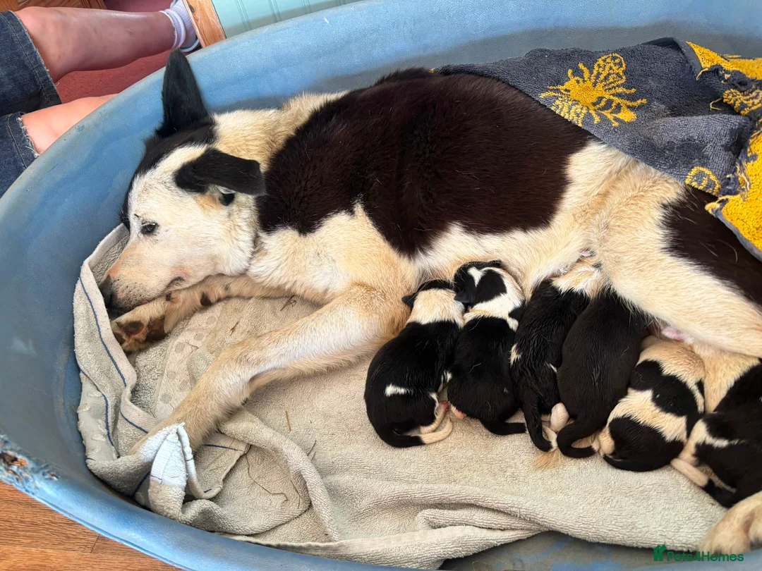 Border Collie dogs for sale: Fantastic bitch border collies  in Alresford - Advert 9