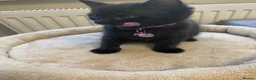 Mixed Breed cats for sale: Delta  in Plymouth - Advert 2