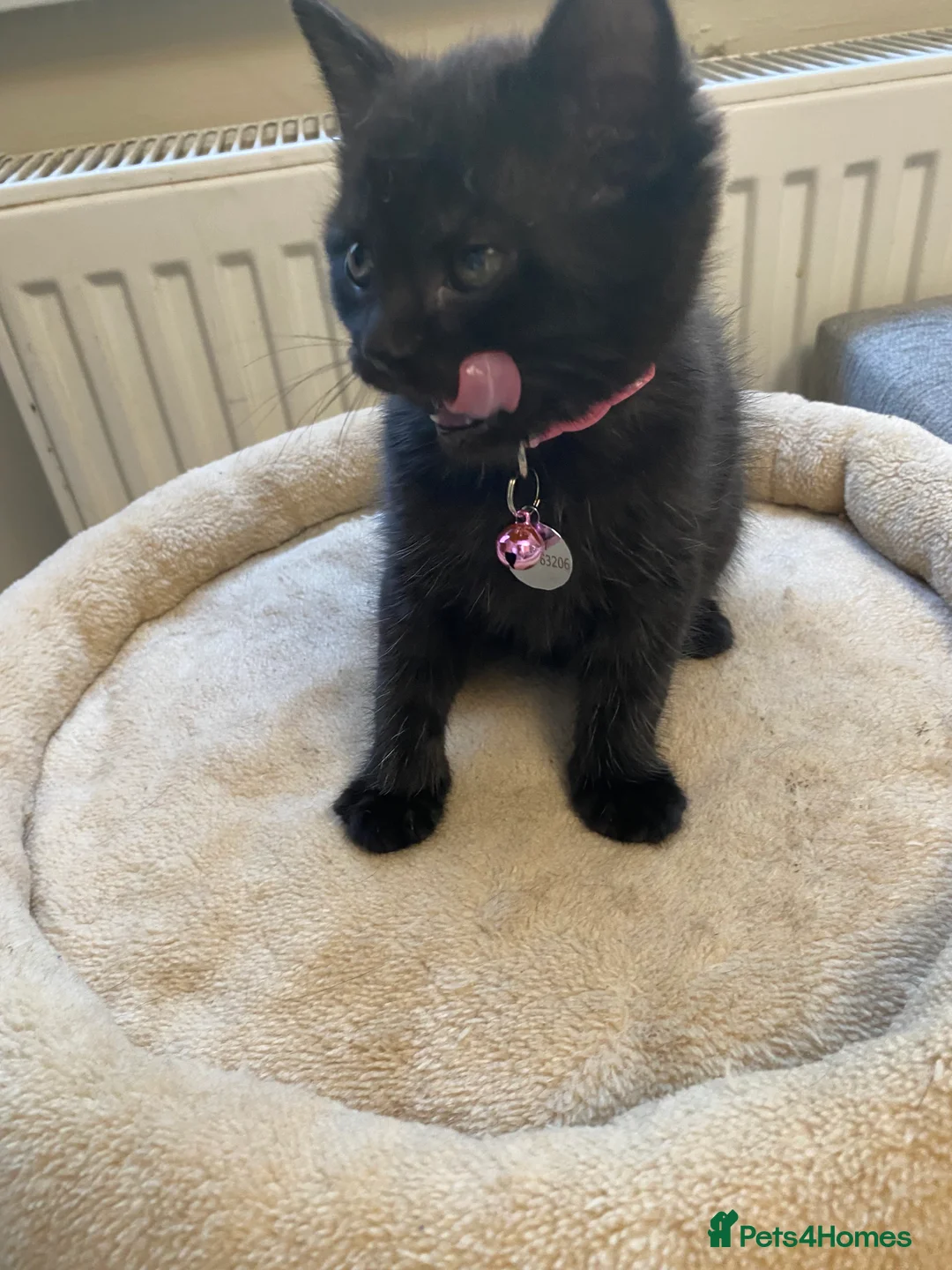 Mixed Breed cats for sale: Delta  in Plymouth - Advert 2