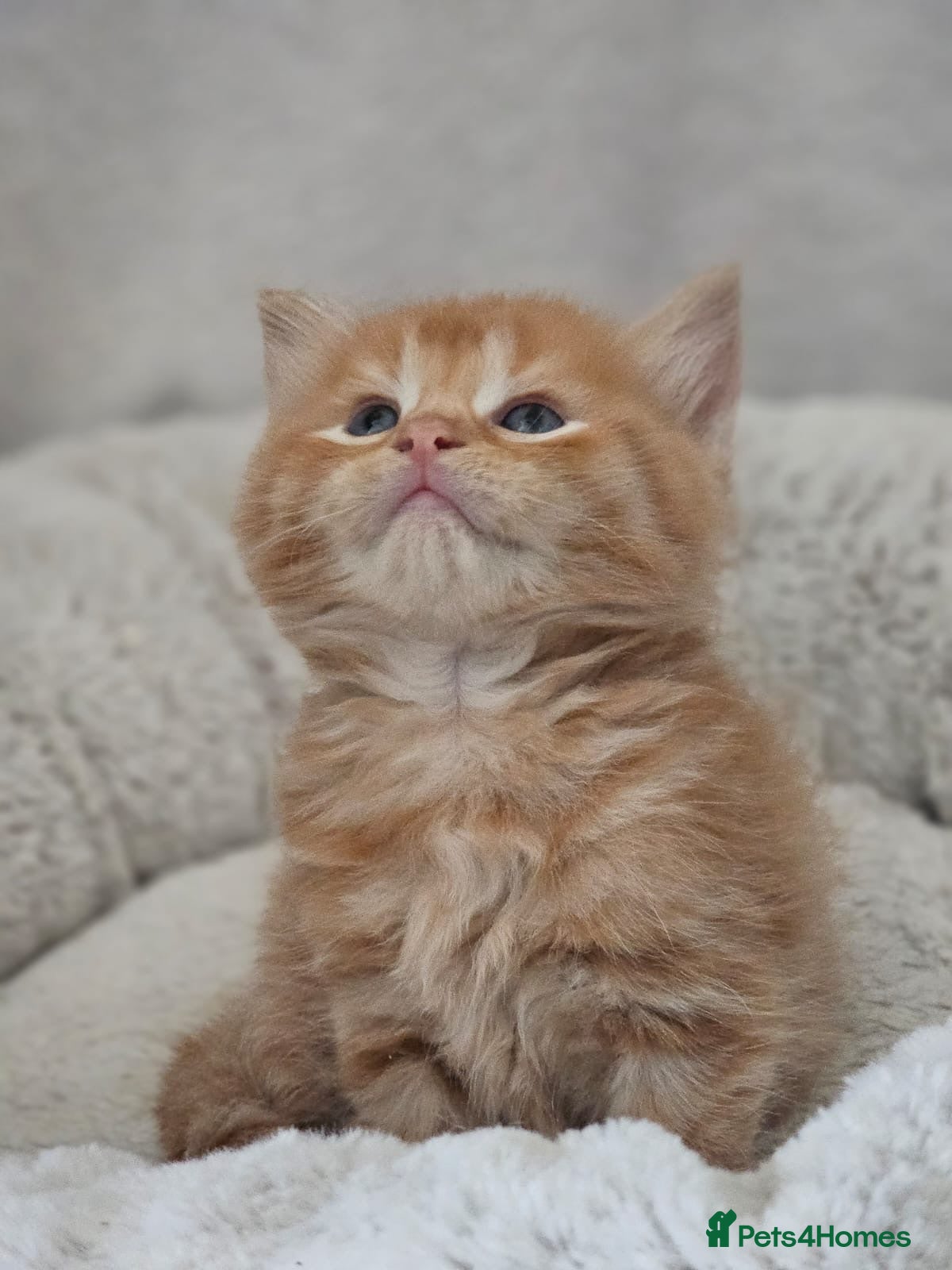 Mixed Breed cats Beautiful Ragdoll Cross Kittens - Advert 2
