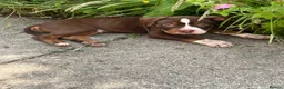 American Bully dogs for sale: American pocket bully  - Advert 9