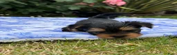 Yorkshire Terrier dogs for sale: Kc registered Yorkshire terrier puppies - Advert 15