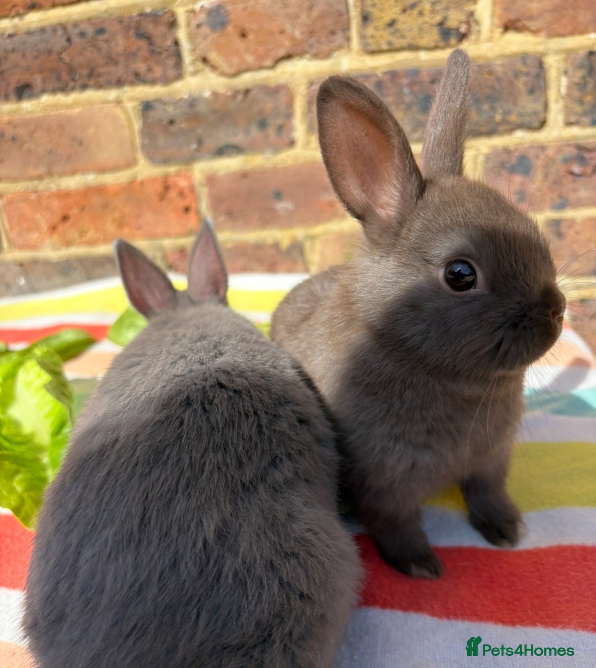 Netherland Dwarf rabbits Netherland dwarf bunnies   - Advert 13
