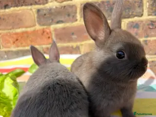 Netherland Dwarf rabbits Netherland dwarf bunnies - Advert 1