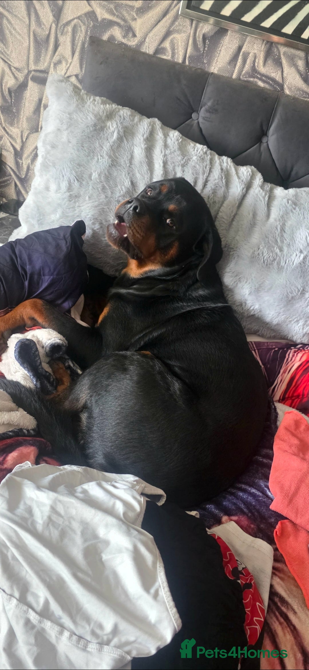 Rottweiler dogs for sale: Kc rottweiler  - Advert 15