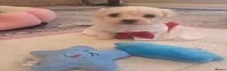 Maltese dogs for sale: Cute puppies❤️💜🩵🩶 - Advert 6