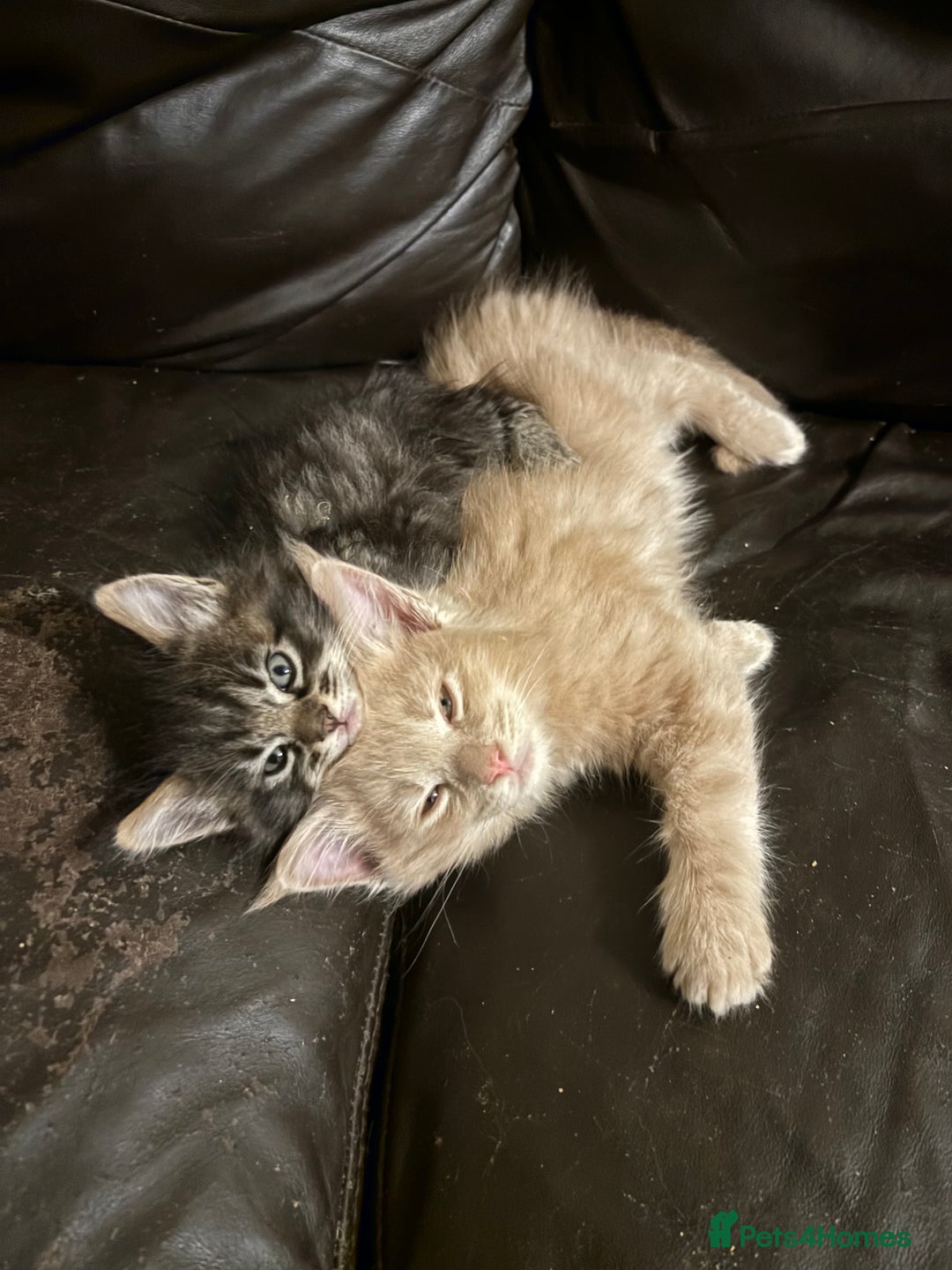 Maine Coon cats for sale: Maine coon pedigree Tica registered kittens  - Advert 3
