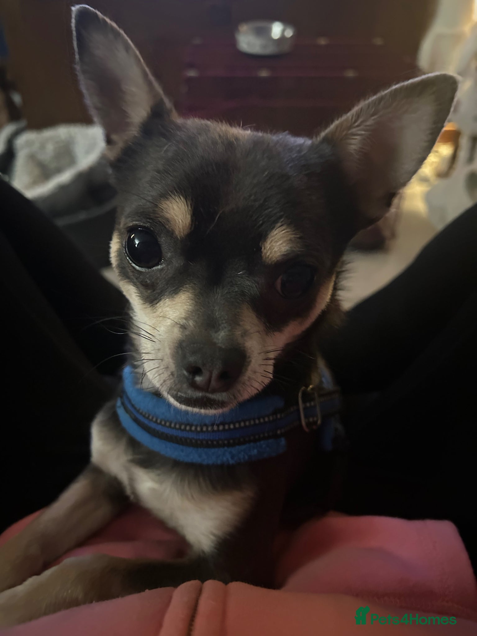 Mixed Breed dogs Chihuahua cross Whippet Puppies  - Advert 2