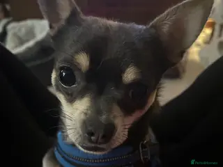 Mixed Breed dogs Chihuahua cross Whippet Puppies - Advert 8