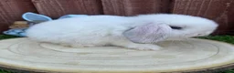 Mini Lop rabbits for sale: Beautiful purebred mini lops ready to reserve 😍 - Advert 8