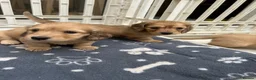 Dachshund dogs for sale: Mini Long haire Dachu - Advert 1