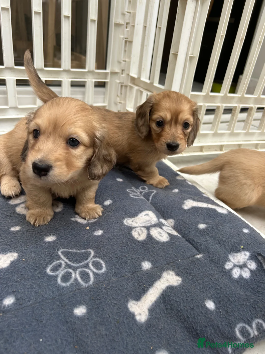 Dachshund dogs for sale: Mini Long haire Dachu - Advert 1