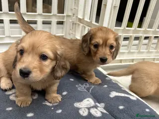 Dachshund dogs Mini Long haire Dachshund - Advert 3