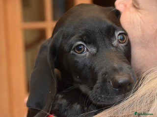 Mixed Breed dogs Great Weimar puppies - Advert 10