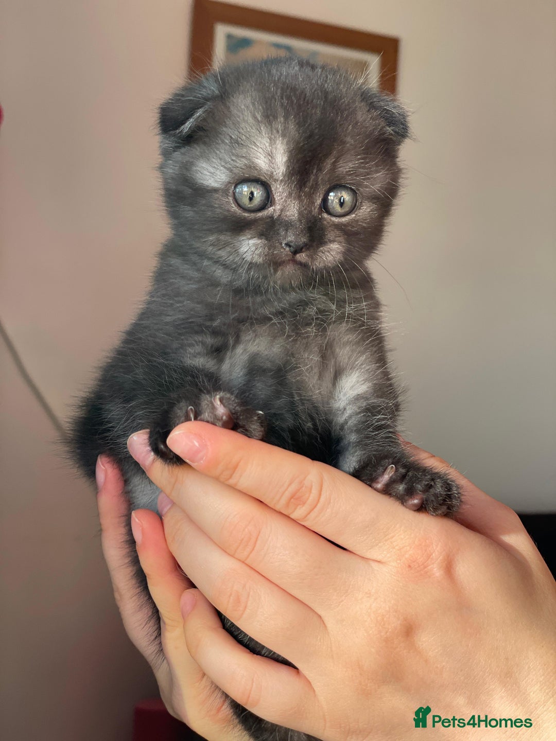 British Shorthair cats for sale: Purebred Scottish Fold and Straight kittens. in Reading - Image 10