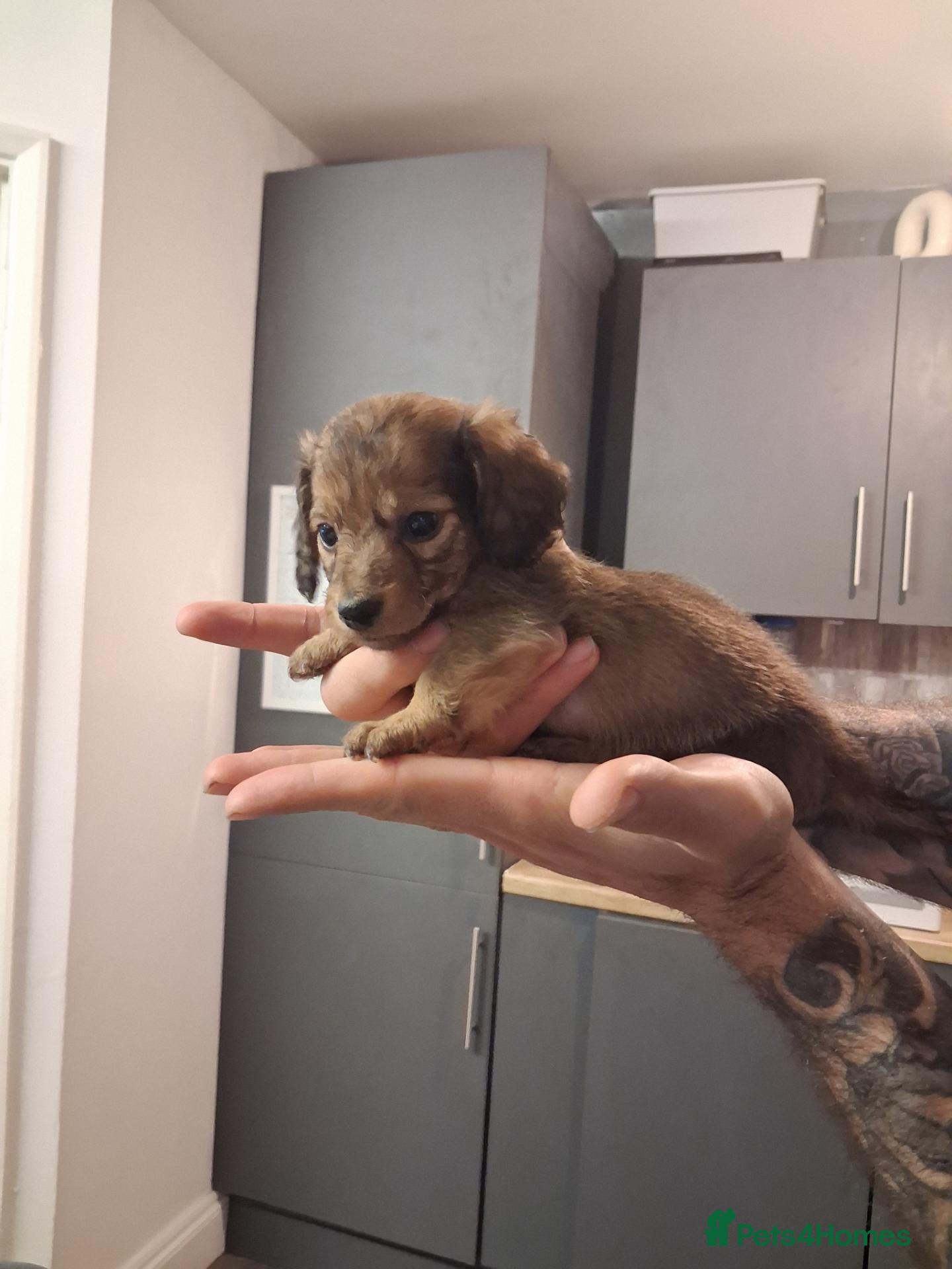 Miniature Dachshund dogs Kenachin teeny long-haired dachshunds  - Advert 7